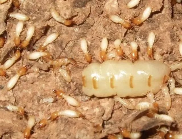 白蟻小科普④| 白蟻的“功”與“過(guò)”